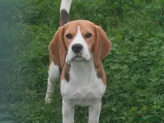 Beagle dogs 2 year old boy - Advert 6