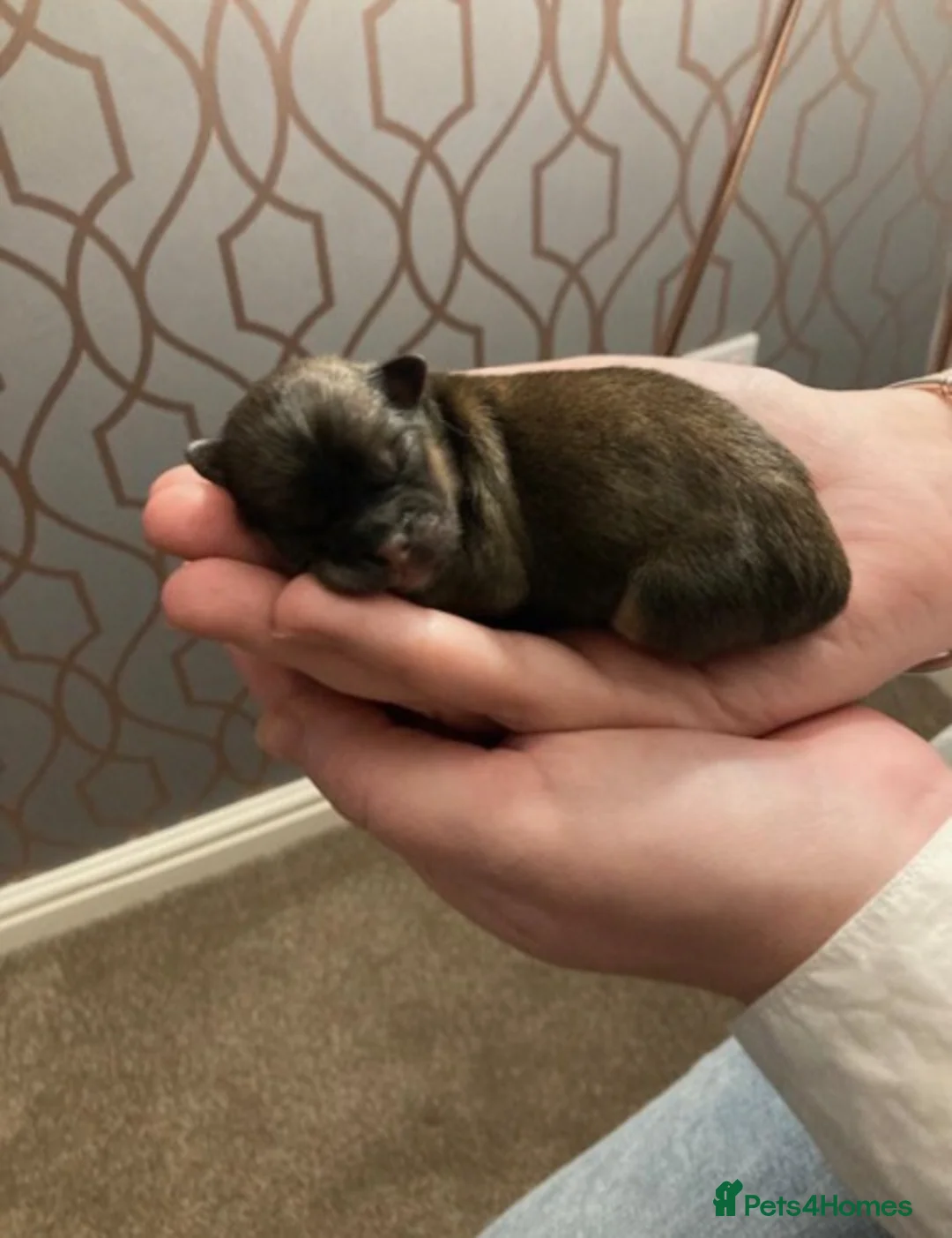 Lhasa Apso dogs for stud: Gorgeous proven KC registered Cooper for **stud** in Pontefract - Advert 15