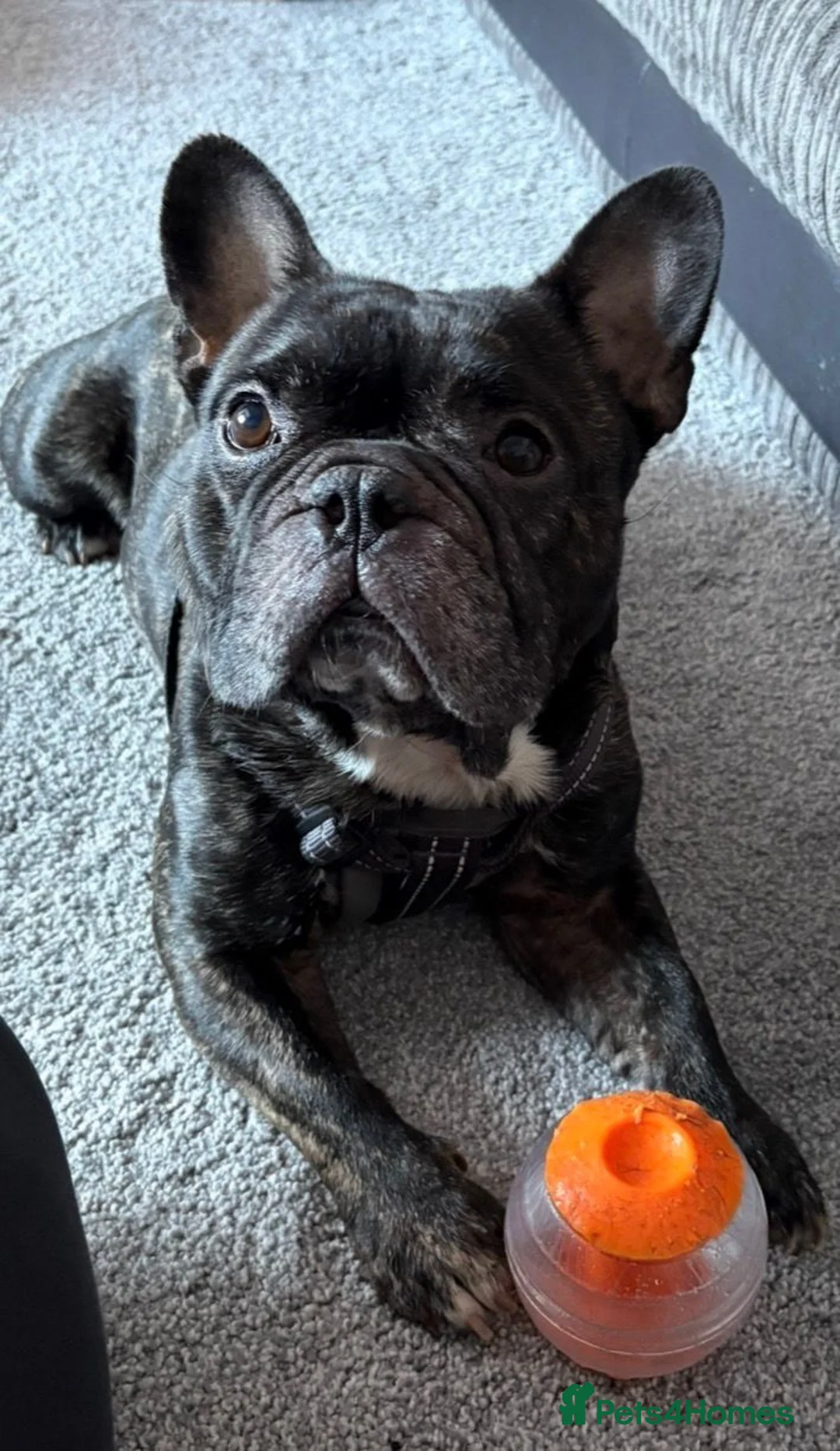 French Bulldog dogs for adoption: Billy, French bulldog in need of new home - Advert 2