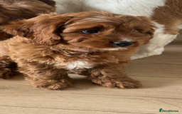 Cavapoo dogs for sale: **REHOME- F1 miniature cavapoo  - Image 4