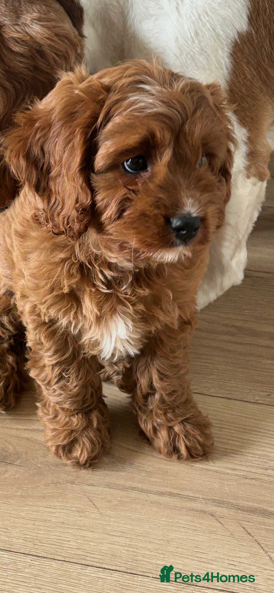 Cavapoo dogs for sale: **REHOME- F1 miniature cavapoo  - Image 4