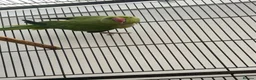 Mixed Breed birds for sale: Indian ringneck and Alexandrine parrot  - Advert 3