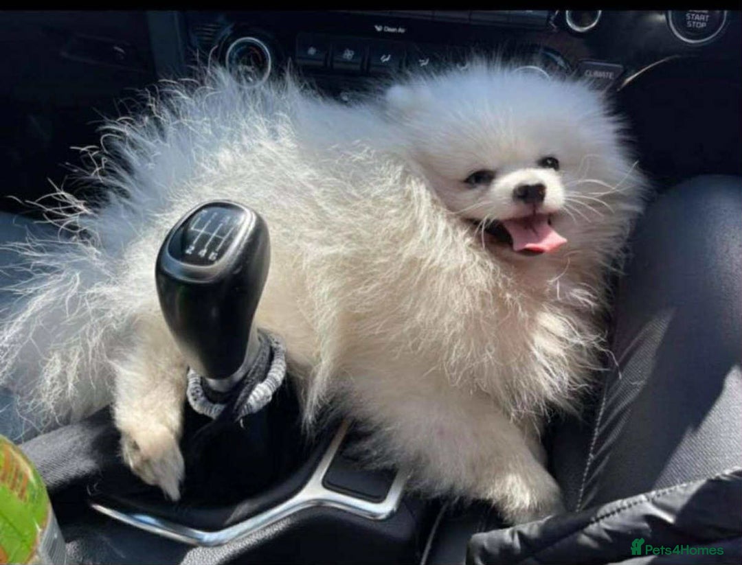 Pomeranian dogs for sale: KC White Pomeranian polar bears 🐻‍❄️  - Image 20