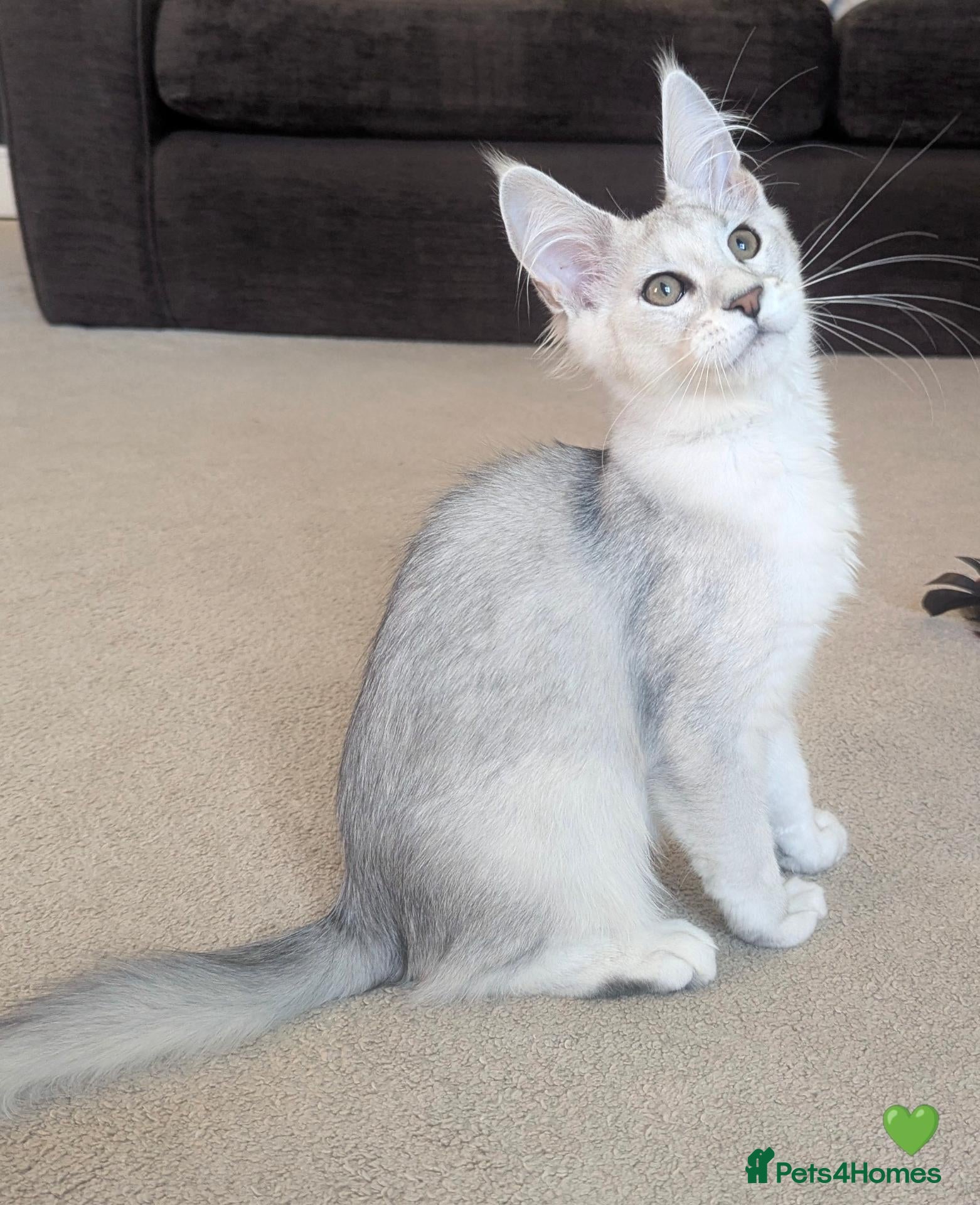Maine Coon cats Ticked & Shaded Registered Kittens  - Advert 2