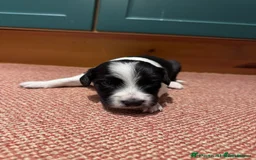 Sprollie dogs for sale: 3 beautiful sprollie pups - Image 4