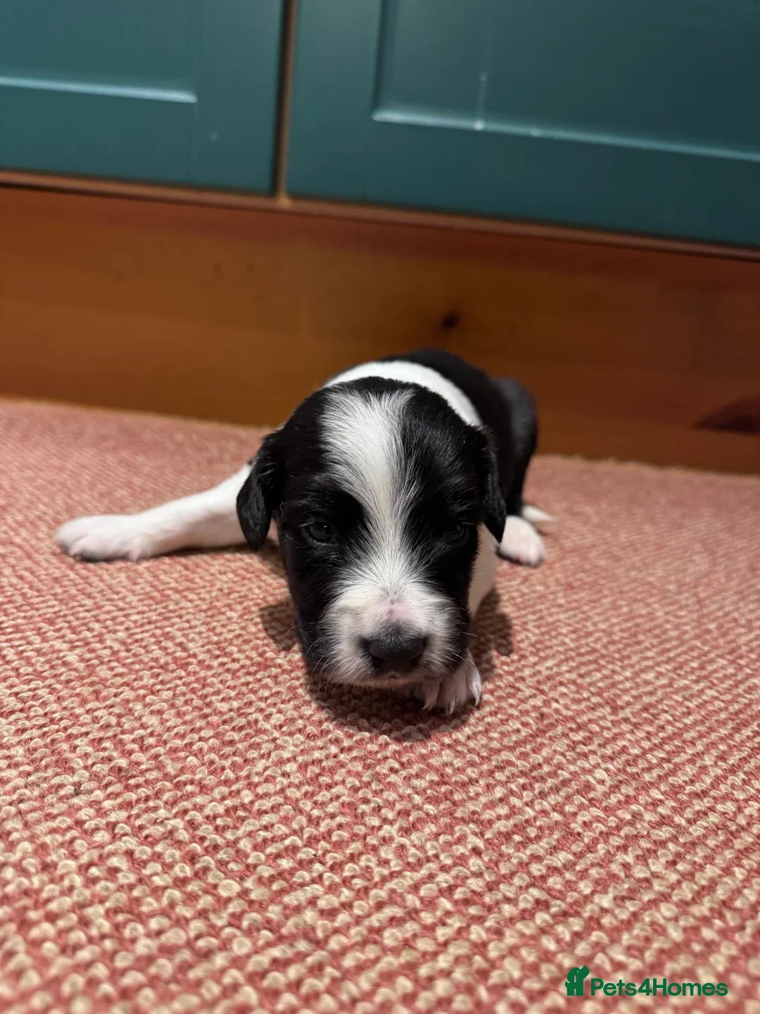 Sprollie dogs for sale: 3 beautiful sprollie pups - Image 4