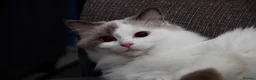 Ragdoll cats for sale: Seal bicolour (mismarked) RagaLike Female - Advert 3