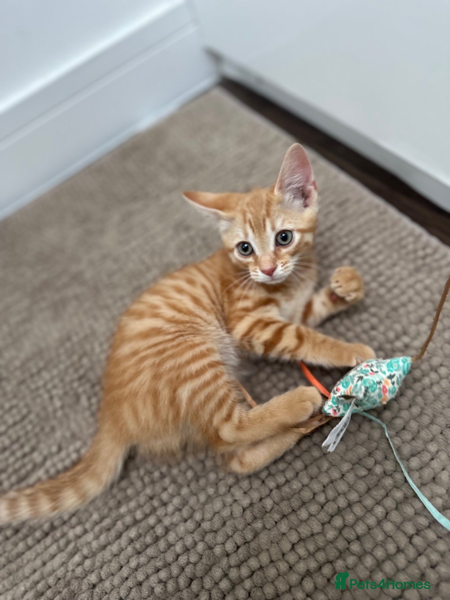 Mixed Breed cats Shorthair Light Ginger Boy - Advert 15