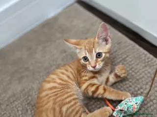 Mixed Breed cats Shorthair Light Ginger Boy - Advert 3