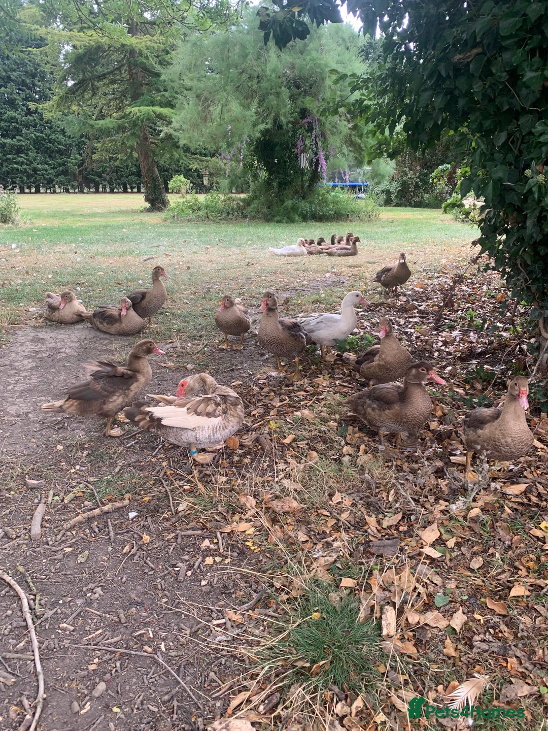 Ducks poultry for sale: Chocolate (only) Muscovy ducks and drakes - Image 2