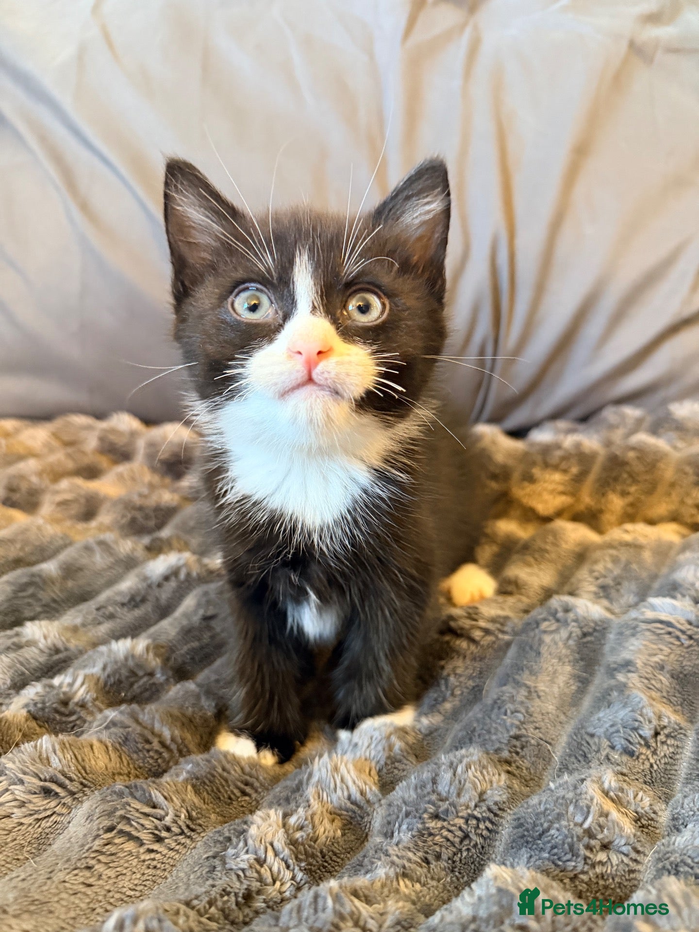 Mixed Breed cats 3 Kittens Looking for there forever home - Advert 13