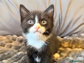 Mixed Breed cats 3 Kittens Looking for there forever home - Advert 13