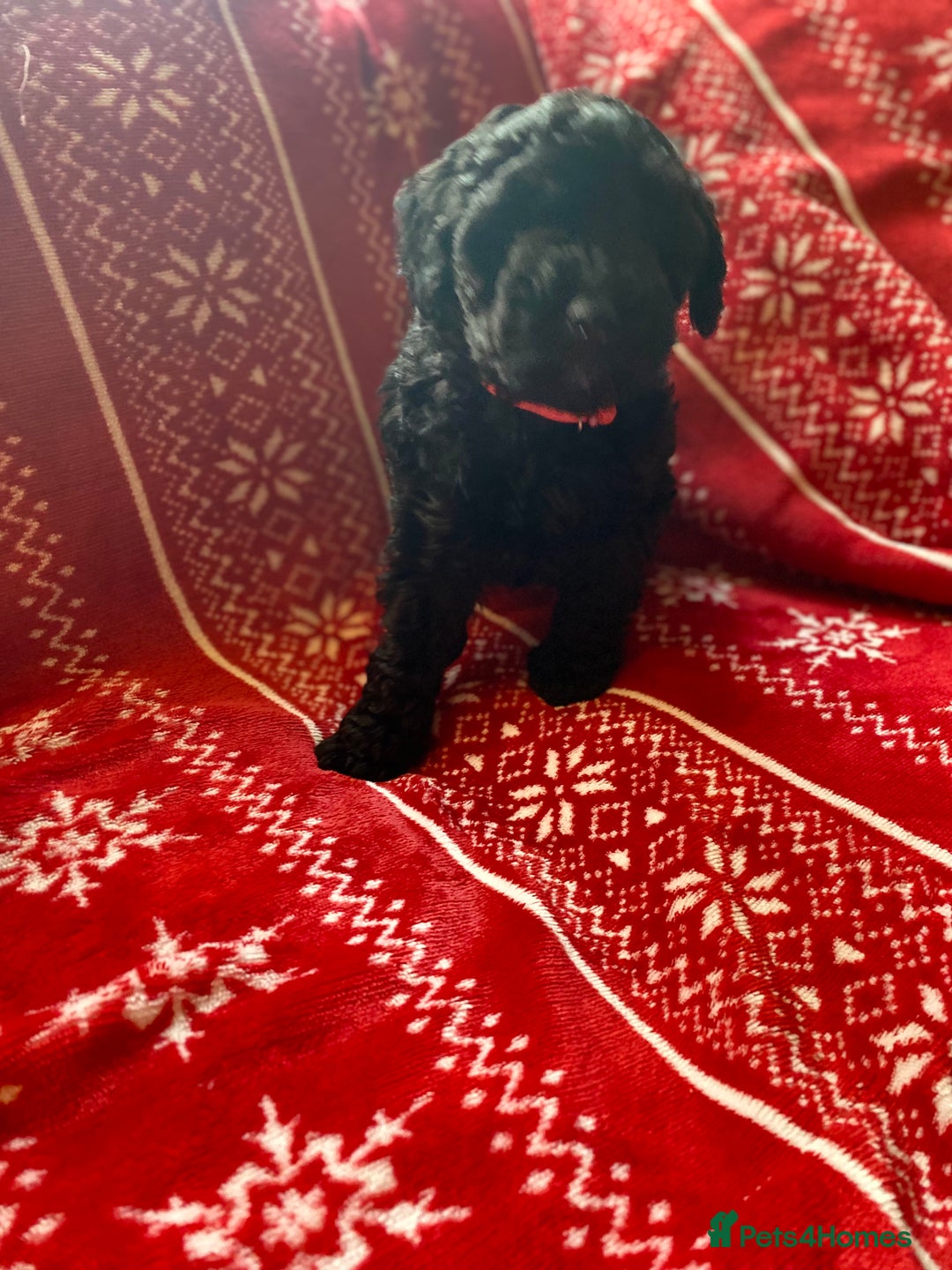 Toy Poodle dogs for sale: Reduced Remaining Toy poodle kc registered  - Advert 15