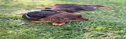 Mixed Breed dogs for sale: BEAUTIFUL BORDER COLLIE X COCKER SPANIEL  - Advert 5