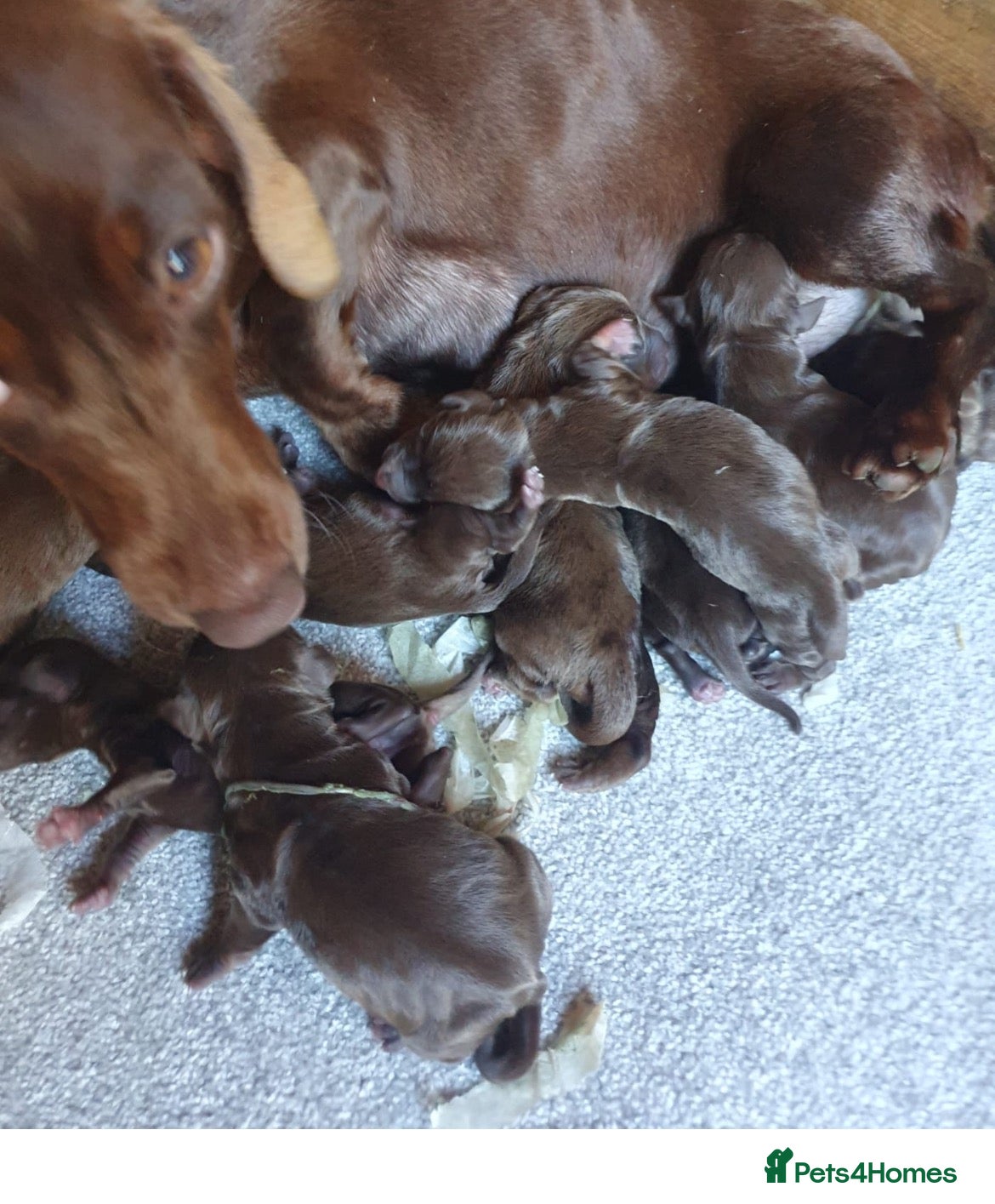 Dachshund dogs Dachshund puppies  - Advert 1