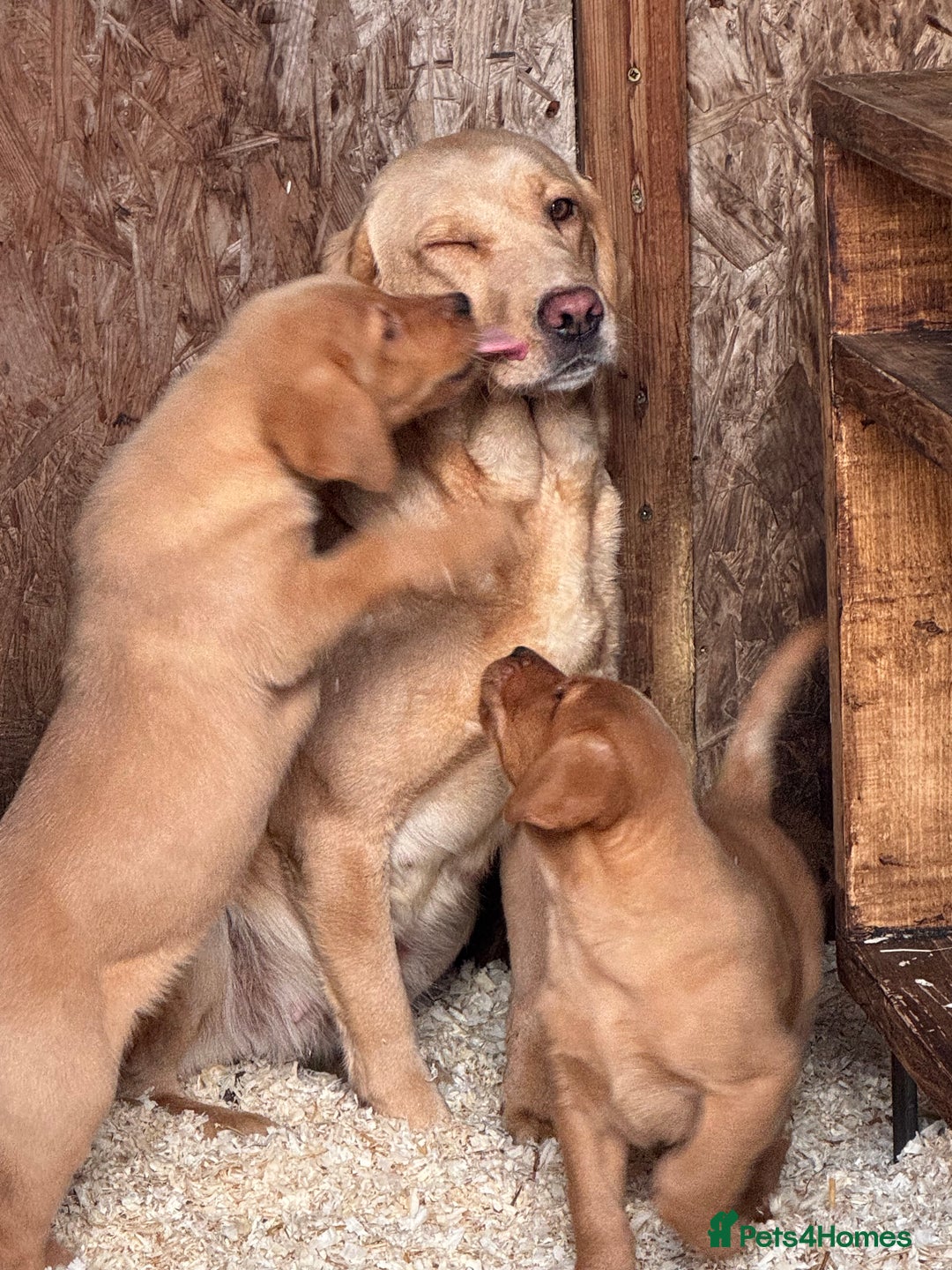 Labrador Retriever dogs for sale: Labrador pups boys and girls  - Advert 1