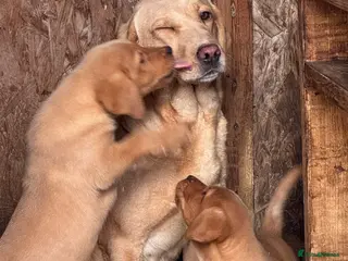 Labrador Retriever dogs Labrador pups boys and girls - Advert 15