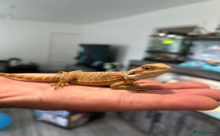 Bearded Dragon reptiles - Advert 5
