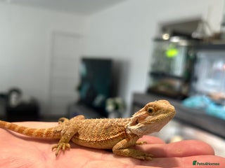 Bearded Dragon reptiles 17 female Baby bearded dragons - Advert 4