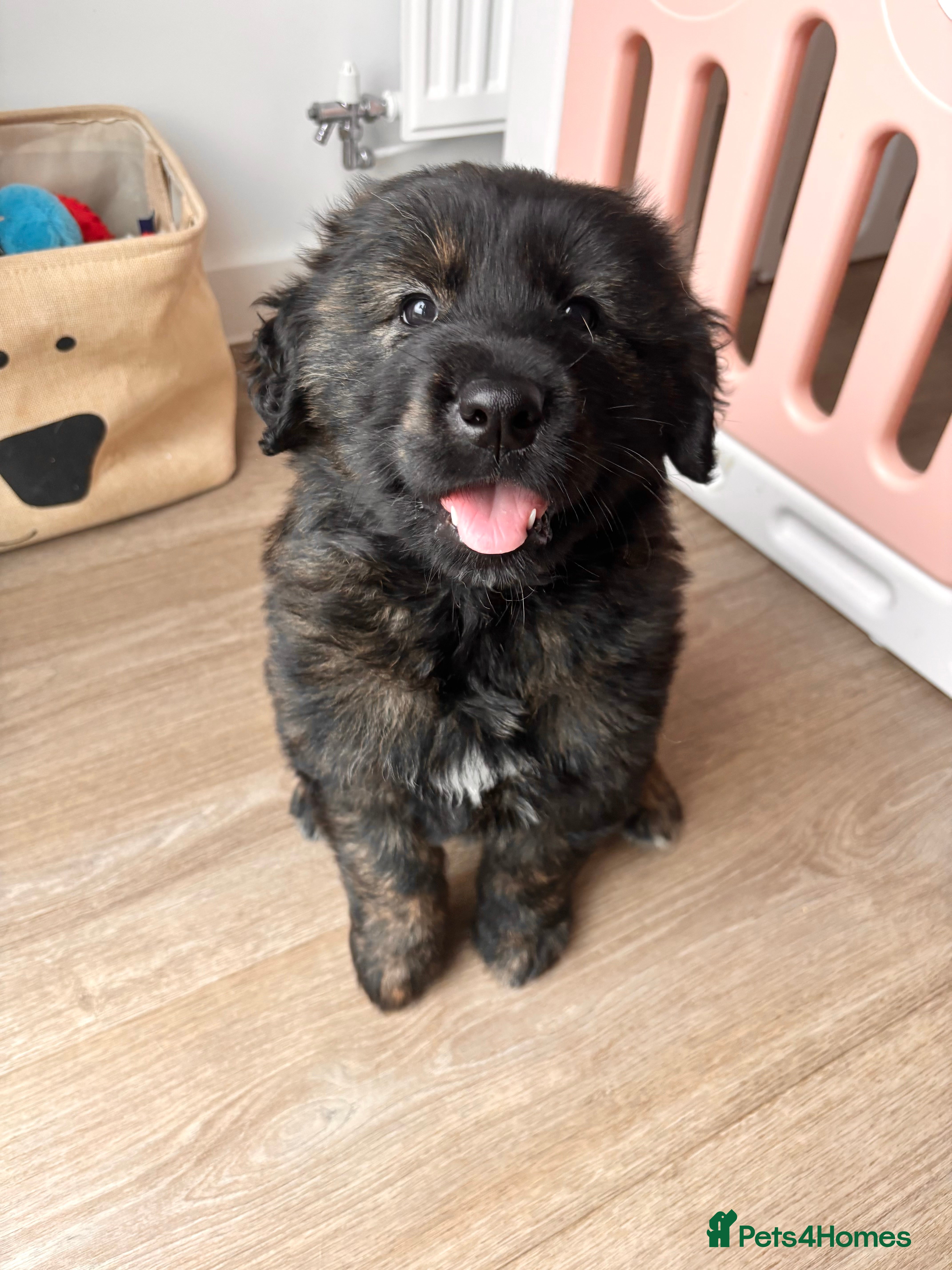 Mixed Breed dogs Golden retriever x Alaskan chow pup  - Advert 9