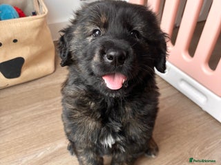 Mixed Breed dogs Golden retriever x Alaskan chow pup - Advert 9