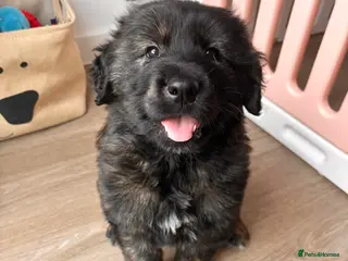 Mixed Breed dogs Golden retriever x Alaskan chow pup - Advert 8