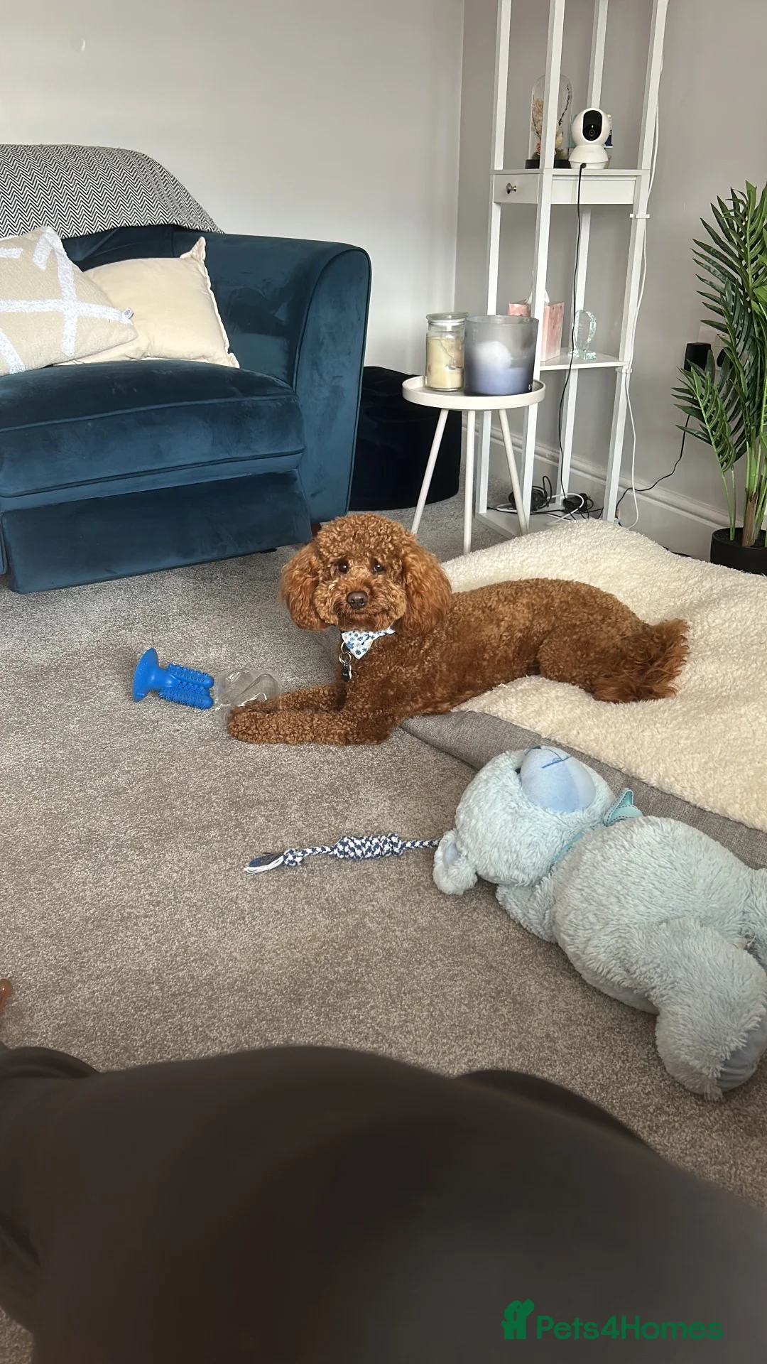 Cockapoo dogs for stud: F2 Apricot Cockapoo – Stud Available  - Advert 2
