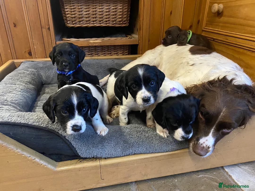 Sprocker dogs for sale: Superb litter of Sprocker Spaniels - Advert 2