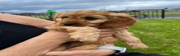 Cavapoo dogs for sale: Cavapoo pups in Bushmills - Advert 4