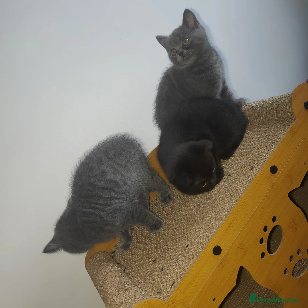 Scottish Fold cats for sale: 3 beautiful kittens - Advert 15