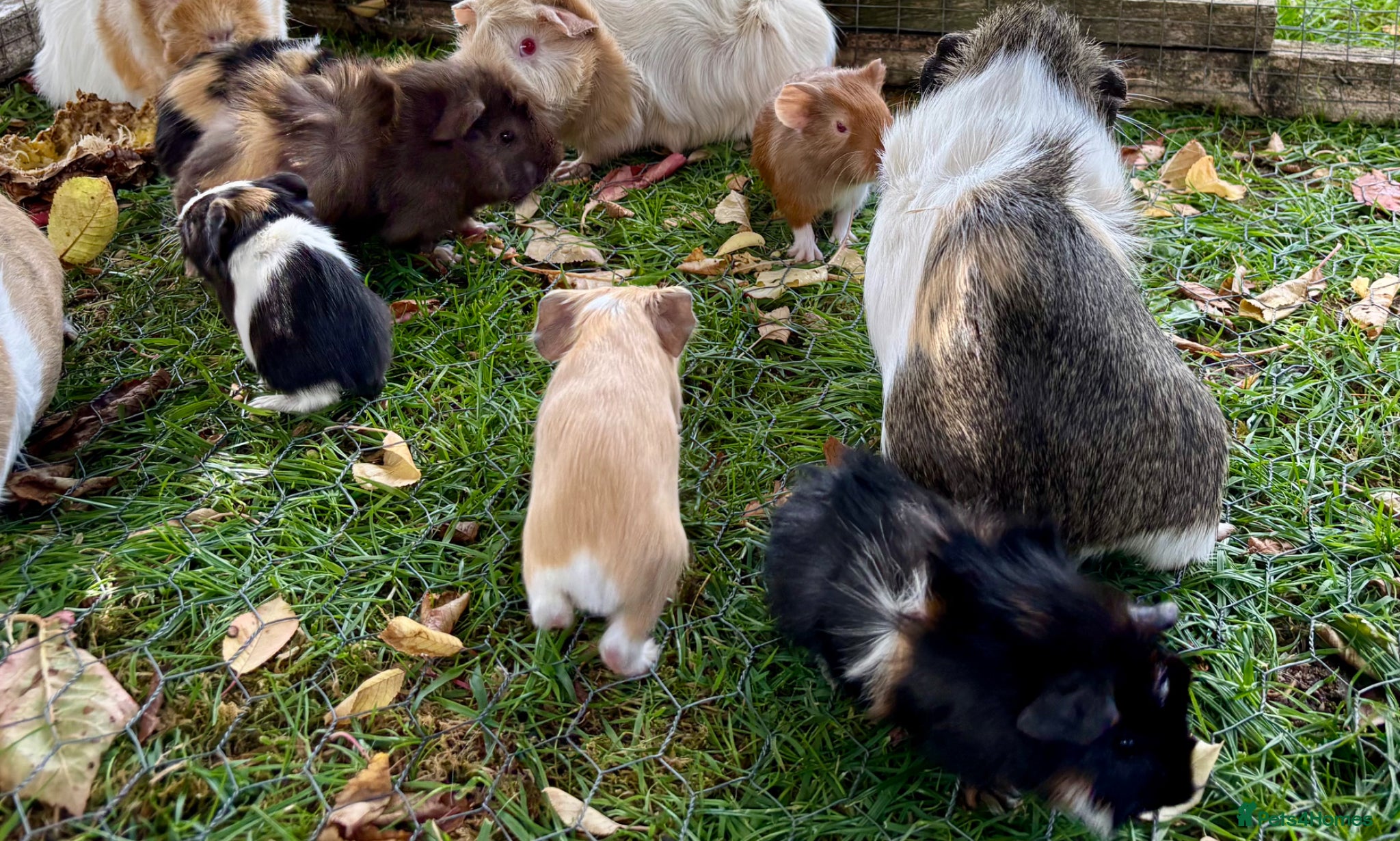 Guinea Pig rodents for sale: Baby Guinea Pigs for sale  - Advert 9