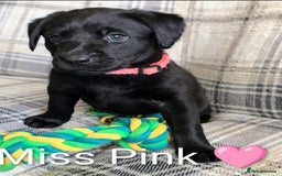Labrador Retriever dogs for sale: Stunning labrador puppies from good working lines - Advert 4