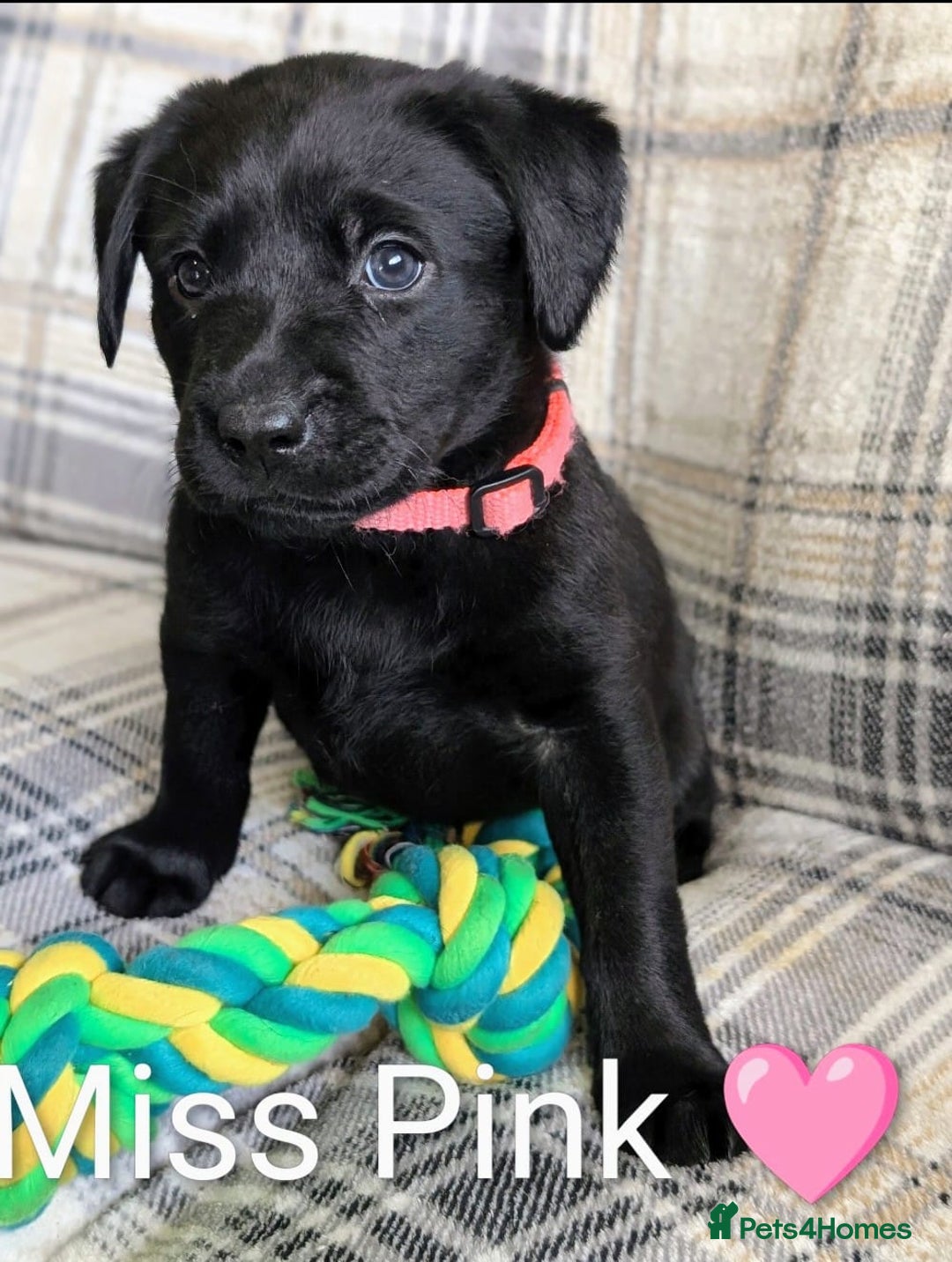 Labrador Retriever dogs for sale: Stunning labrador puppies from good working lines - Advert 4