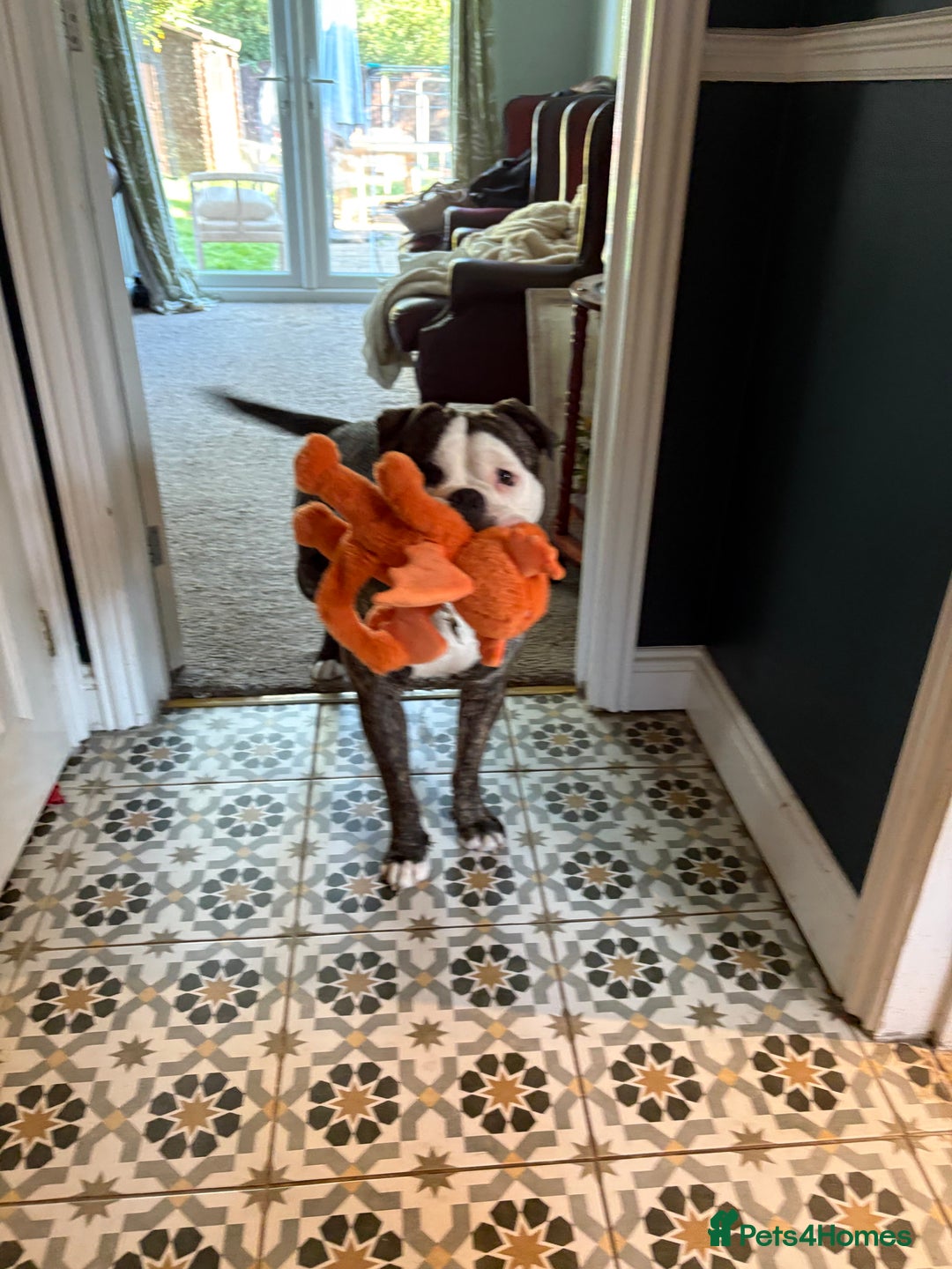 Old Tyme Bulldog dogs for sale: old tyme bulldog looking for a loving home - Advert 7