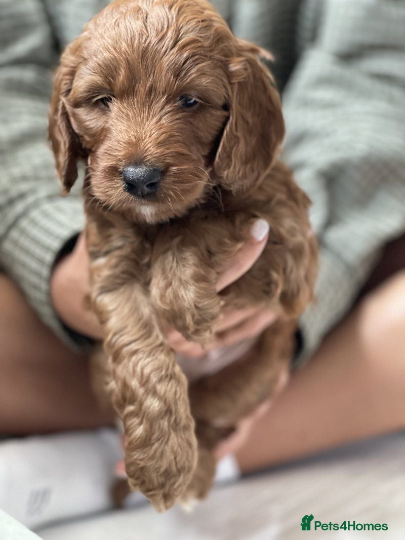 Cockapoo dogs Adorable Cockapoo Puppies for sale 2 Boys, 2 Girls - Advert 1