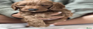 Cockapoo 4