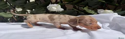 Miniature Dachshund dogs for sale: BEAUTIFUL TINY MINIATURE DASCHUNDS DAPPLE KC  - Advert 35
