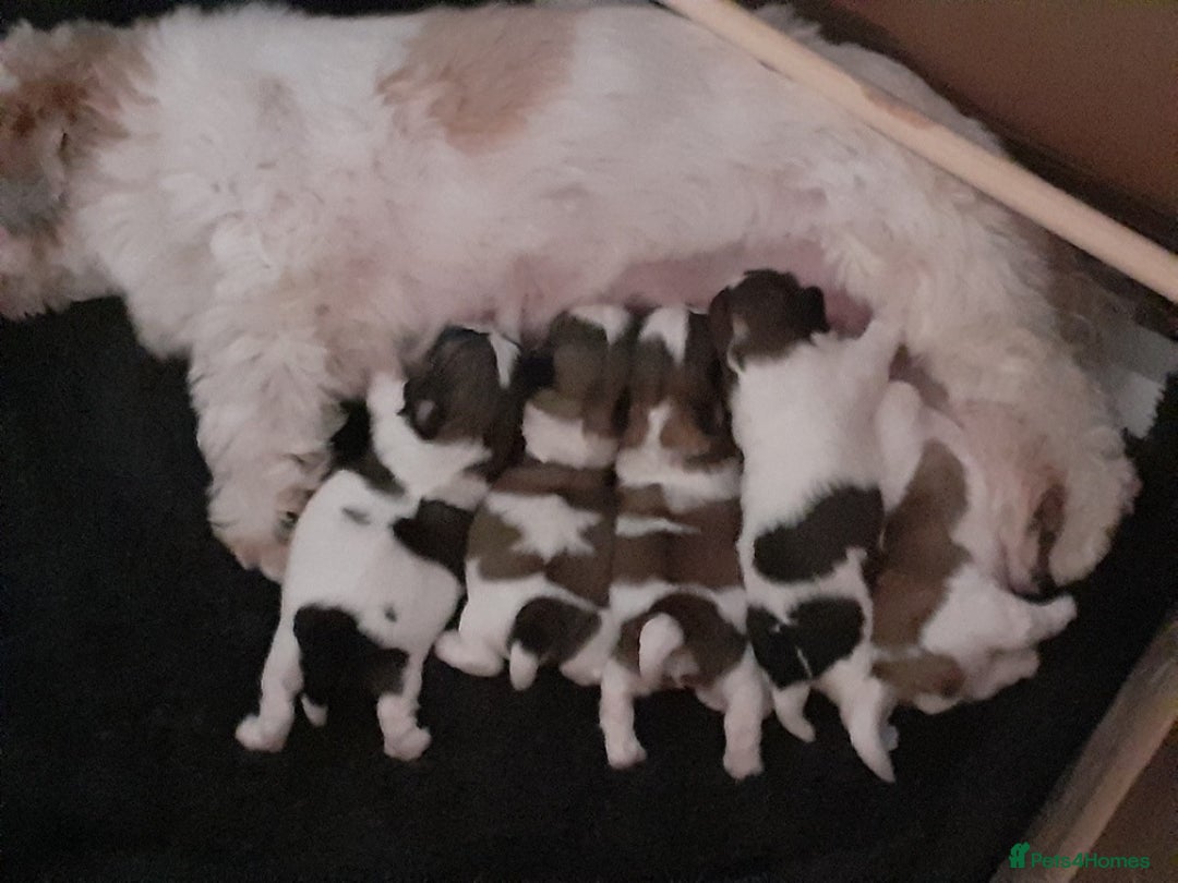 Shih Tzu dogs for stud: KC registered , beautiful stud dog in Cullompton - Advert 21