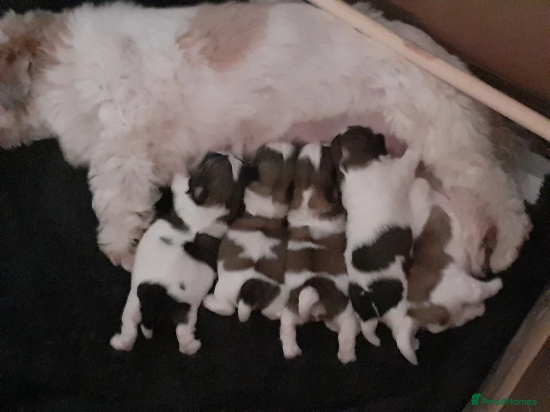 Shih Tzu dogs for stud: KC registered , beautiful stud dog in Cullompton - Advert 21