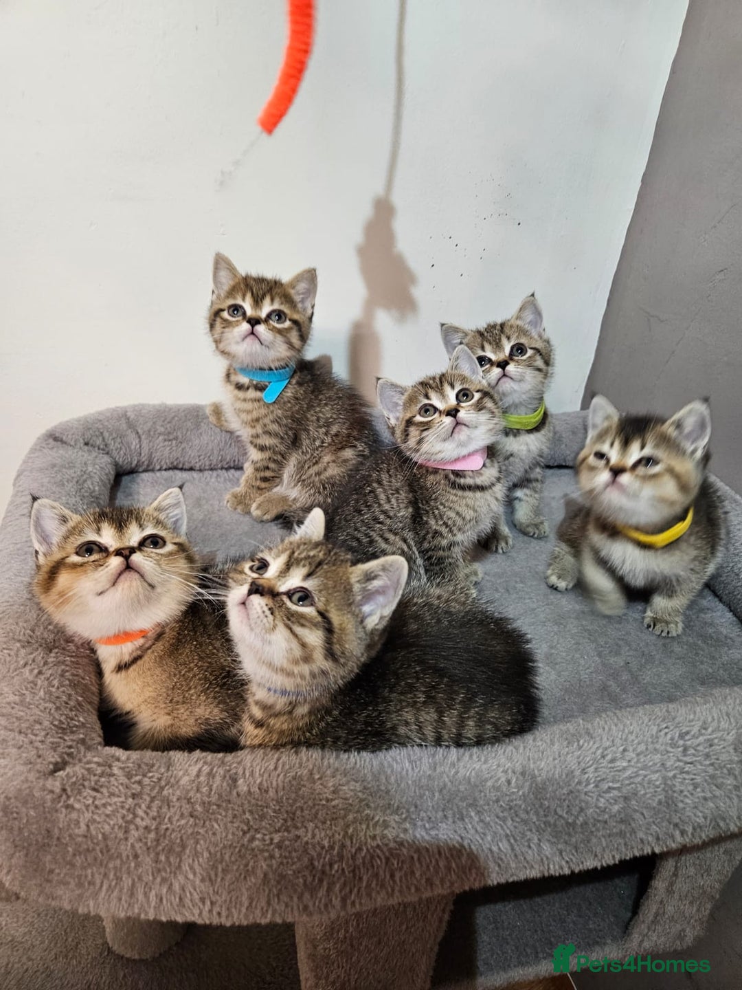 British Shorthair cats for sale: British Shorthair Kittens Full Pedigree Parents  - Advert 8