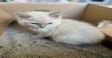 Ragdoll cats Gccf ragdoll kittens  - Advert 16