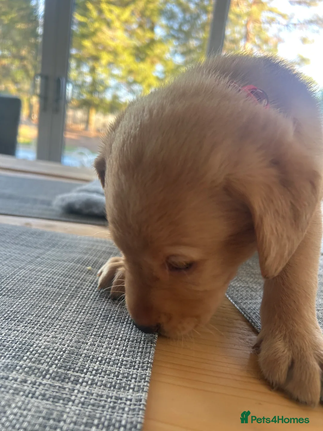 Labrador Retriever dogs for sale: KC Registered labs for sale  - Advert 12