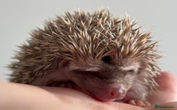 Pygmy Hedgehog rodents for sale: Ethically Bred African Pygmy Hedgehog 2 girls  - Advert 14