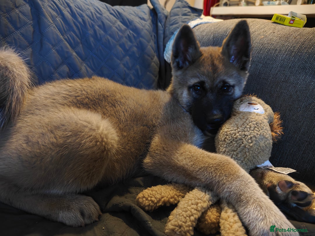 Akita dogs for sale: akita  - Advert 2