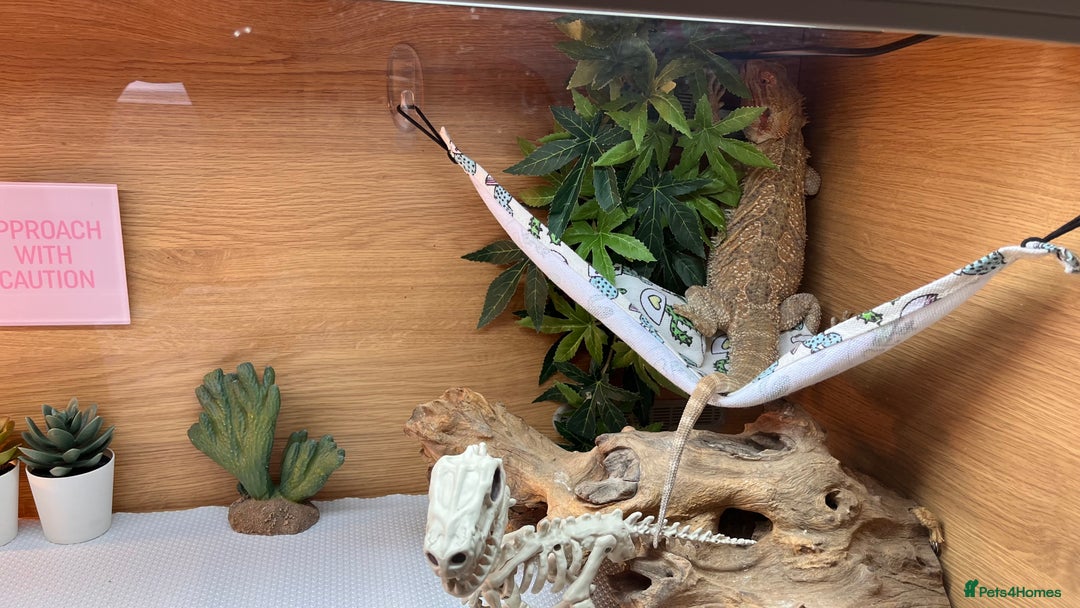 Bearded Dragon reptiles for sale: Beautiful female bearded dragon for sale! - Image 3