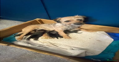 Border Terrier dogs - Advert 1