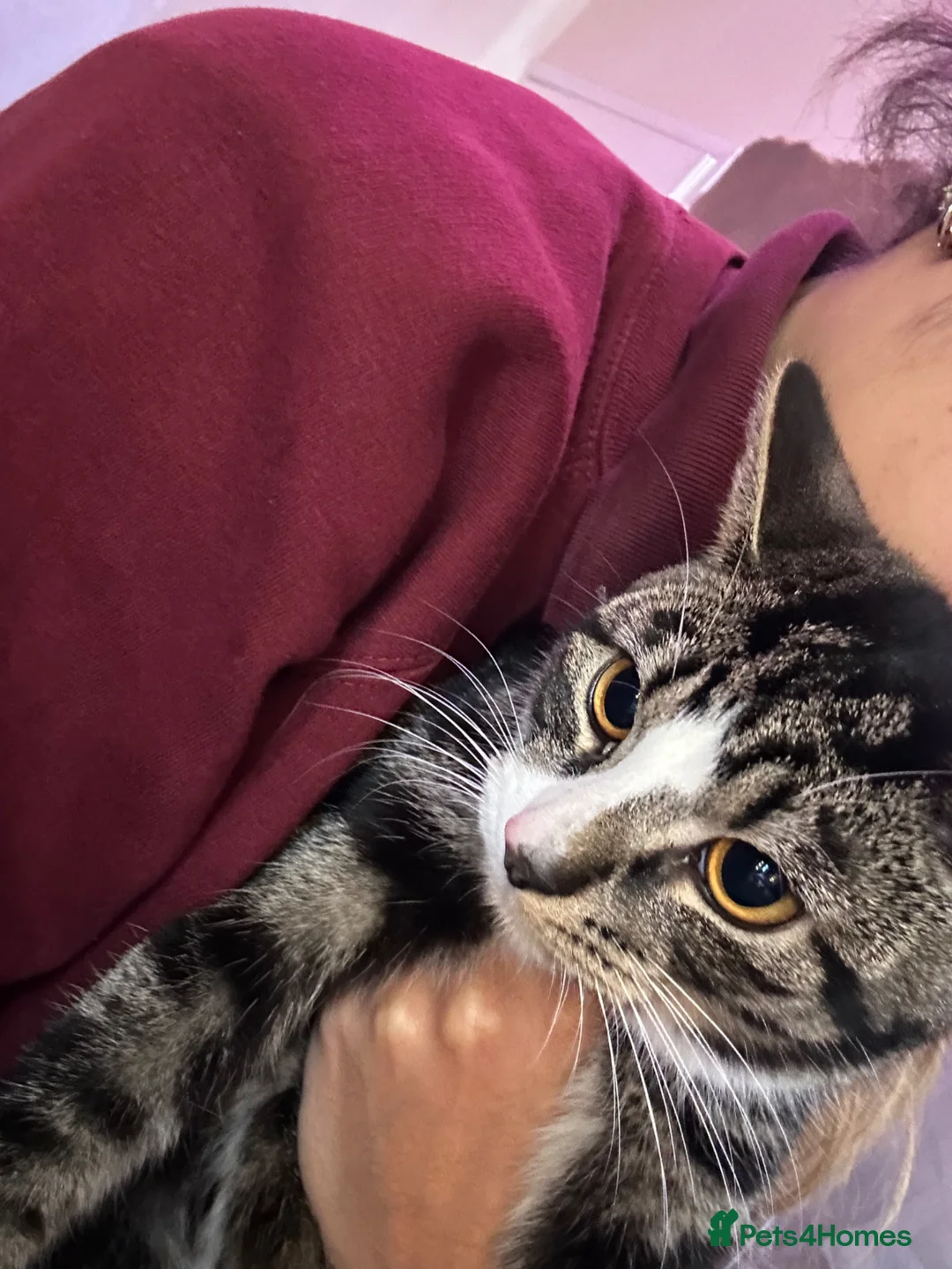 Mixed Breed cats for sale: Lovely kitten looking for a new home !!! in London - Advert 2