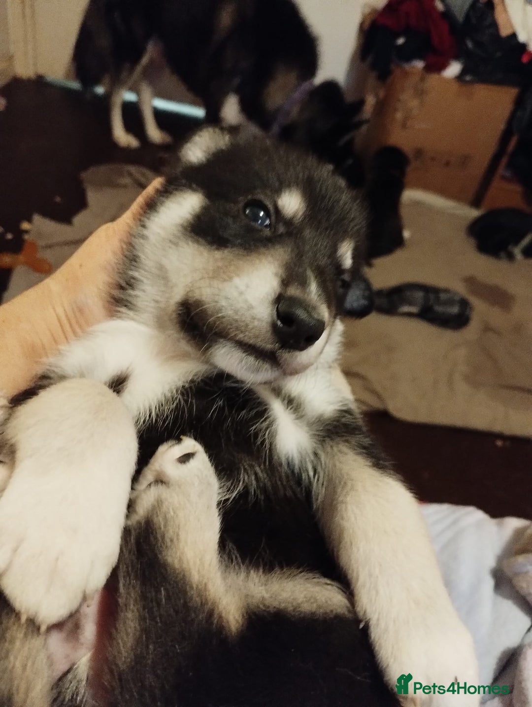 Mixed Breed dogs for sale:  Beautiful Husky x Suluki pups - Advert 19