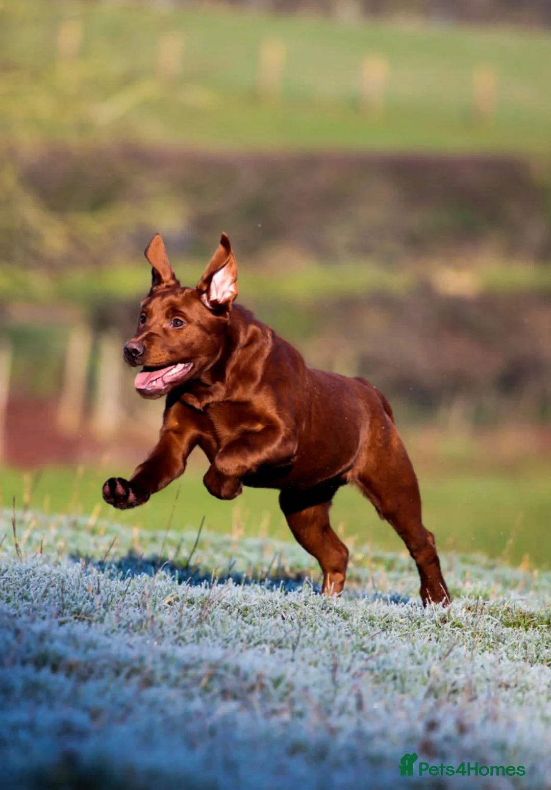 Labrador Retriever dogs for stud: AGLABS ICON - HEALTH TESTED DARKEST FOX RED in Grantham - Advert 14