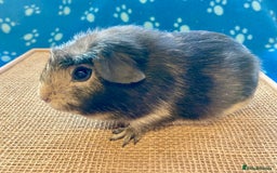 Guinea Pig rodents for sale: Gorgeous baby boy Guinea pigs  - Image 3